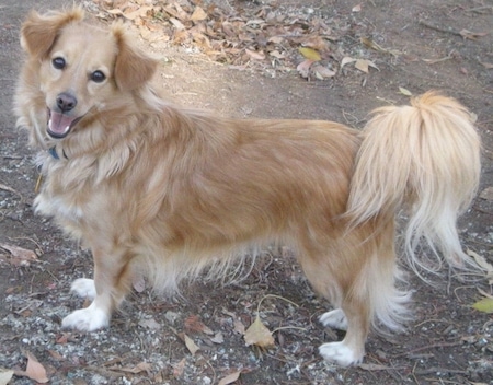 The left side of a tan with white Chihuahua that is standing in dirt. It is looking forward, its mouth is open and it looks like it is smiling. It has longer hair on its tail and belly.