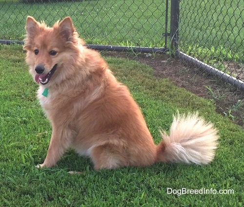 Left Profile - A thick-coated, red with white Poshies dog is sitting in grass looking forward. Its mouth is open and its tongue is hanging out of the right side of its mouth. It has longer fringe hair on its tail.