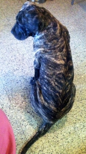 The back of a brindle with white Presa Dane puppy that is sitting on a tan tiled floor looking to the left.