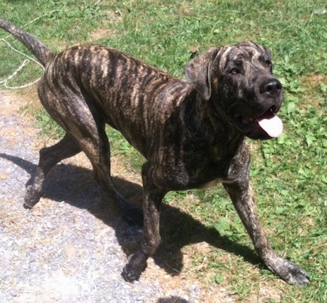 Front side view - A panting, large breed, brindle with white Presa Dane dog is walking across grass next to a driveway looking up.