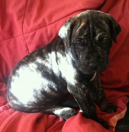 Right Profile - A small, brindle with white Presa Dane puppy is sitting on a red blanket looking down over the edge of a couch.