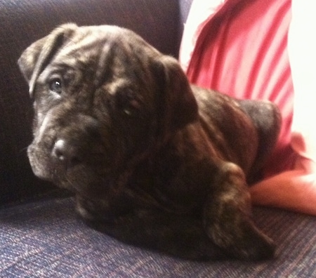 Close up front side view - A small, young, brindle with white Presa Dane puppy is laying on a blue couch with its head up and slightly tilted to the right. It has wrinkles on its forehead.