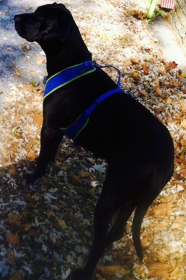 The backside of a black with white Presa Dane dog that is standing in fallen brown leaves looking to the left. It is wearing a blue with yellow harness.