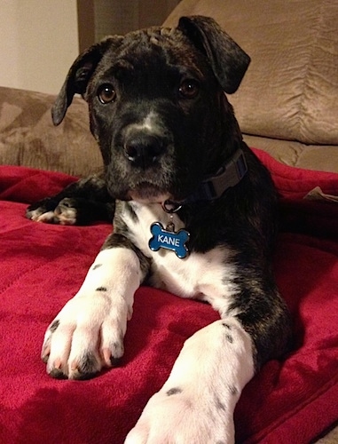 Close up front view - A brindle with white Presa Dane is laying on a red blanket on a couch and it is looking forward. It has a blue dog bone shaped ID tag hanging from its collar that says 'Kane'