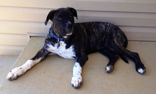 Side view - A brindle with white Presa Dane is laying on a concrete surface in front of a white house looking forward.