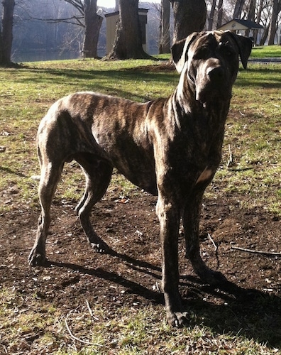 Front side view - A tall, large breed, brindle with white Presa Dane is standing in patchy grass looking forward.
