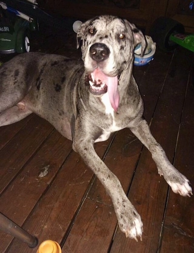 Close up front side view - A large breed, rose-eared, tall, merle gray and black Presa Dane is laying on a hardwood floor looking up. Its mouth is open and its tongue is hanging off to the right.