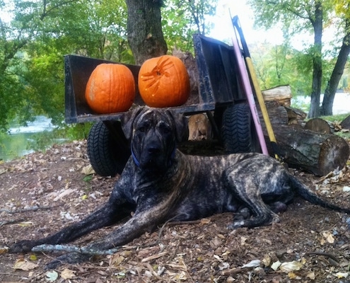 Side view - A large breed, drop-eared, brindle Presa Dane dog is laying under a tree looking forward. Behind it is a wagon with a couple of pumpkins on it. One pumpkin has a carved spider on it and the other is not carved.