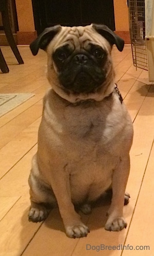 A Pug is sitting on a hardwood floor