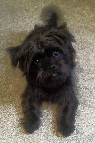 pug maltese yorkie mix