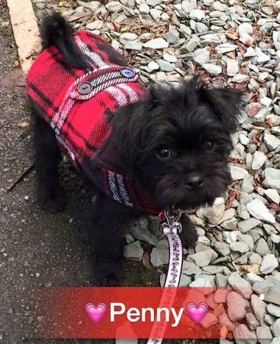 A black Pugshire is standing on a sidewalk and rocks. It is wearing a vest and it is looking up. The word - Penny - is overlayed and there are two pink emoji hearts around the name.