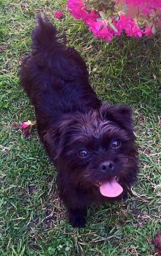 Topdown view of a panting, shaggy looking black Pugshire dog that is standing in grass and it is looking up. There are hot pink azalea bushes to the right of it.