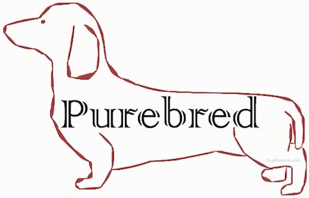 Purebred Dog Chart