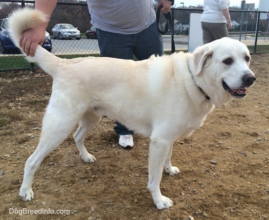 great pyrenees black lab mix full grown