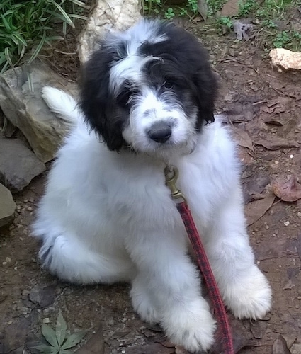 great pyrenees and poodle