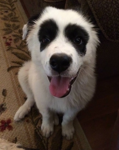 Front view from above looking down at the dog - A happy-looking, panda bear clown face, white with black Pyreness Pit dog with symmetrical round black patches around each eye and black ears sitting on a tan floral rug next to a couch looking up.