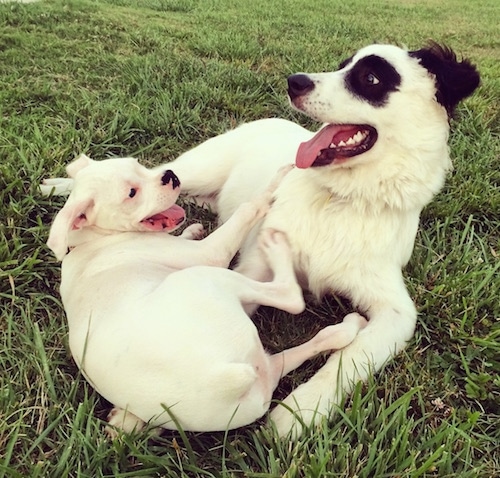 A happy-looking, panda bear clown face, white with black Pyreness Pit dog with symmetrical round black patches around each eye and black ears laying in grass playing with a happy white puppy that is laying leg to leg outside in grass. They both have their mouths open like they are going to playfully bite on one another.