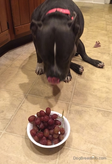 An Blue-Nose American Bully is looking down at a bowl of grapes while licking its chops