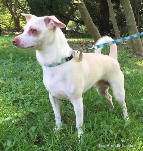 foxhound terrier mix