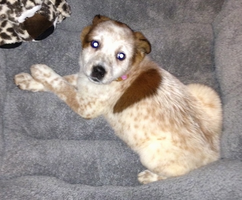 cattle dog puppies for sale near me