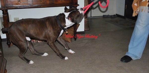 A Red-Tiger Bulldog is having a tug of war with a person. The words - 'Red-Tiger Bulldog' - are overlayed in the middle of the image.