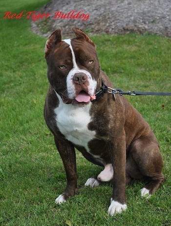 Red-Tiger Bulldog Dog Breed Information 