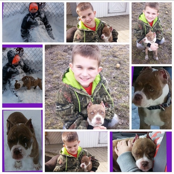 A Compilation of images showing a boy and a Red-Tiger Bulldog puppy.