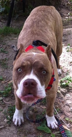 Close up - A Red-Tiger Bulldog is standing in dirt and it is looking up. Its bottom teeth are showing.