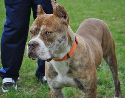 Close up front side view - A Red-Tiger Bulldog is standing in grass and it is looking to the left. There is a person standing behind it.