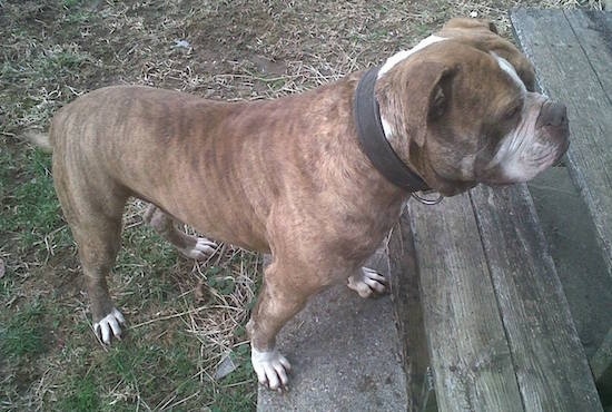 The left side of a brown bindle Red-Tiger Bulldog that is climbing up a pair of wooden steps. The dog has a thick black collar on.