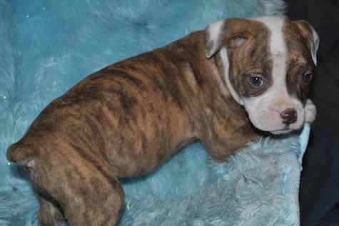 The right side of a Red-Tiger Bulldog puppy is laying across a fuzzy blue pillow and it is looking forward.