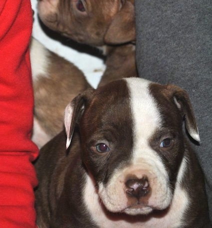 Two Red-Tiger Bulldogs are sitting in between a couch and they are looking up.