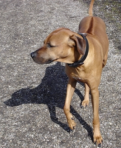 A large breed, tall tan Rhodesian Ridgeback is walking down a concrete surface and it is looking to the left. It has a stripe down its back.