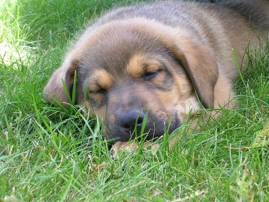 Close up front view - A small, fuzzy black with brown Shepweiler puppy is sleeping in grass and it is looking forward.