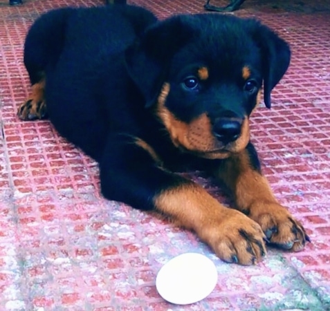 my rottweiler is small