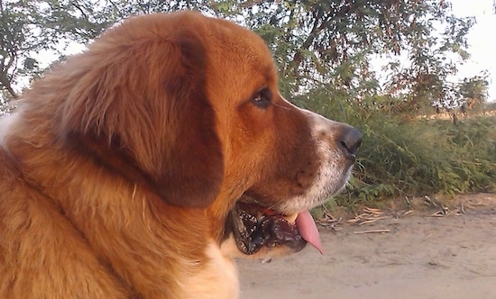 Close up side view head shot - The right side of a brown with white Saint Bernards face, it is laying on a dirt surface, its mouth is open, its tongue is out and it is looking to the right.