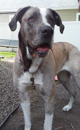 great dane st bernard mix