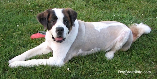 st bernard mixed with pitbull