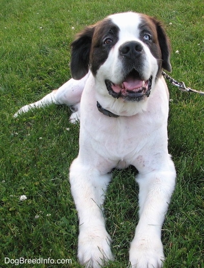 Close up front view - A white with brown and black Saint Dane is laying in grass looking up. It has two different colored eyes, one is brown and one is blue. Its mouth is open and it looks like it is smiling.