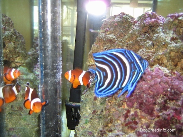 Close Up - two clownfish are swimming at the back glass pane with a blueface angelfish swimming next to pink and green rock. 