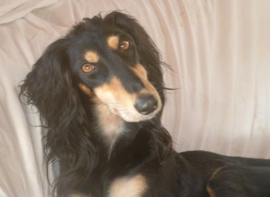 Close up front view head and upper body shot - A black with tan and white Saluki is laying against the arm of a couch, it is looking up and its head is tilted to the left. It has longer hair on its ears and a long pointy snout. Its eyes are golden brown.