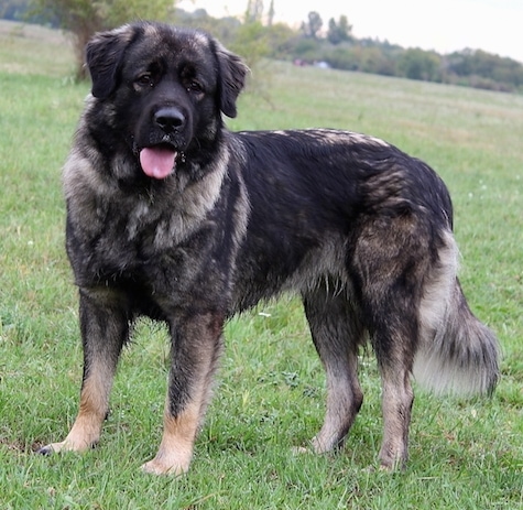 yugoslavian shepherd dog