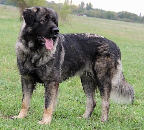 Front side view - A black with tan Sarplaninac dog is standing across grass, it is looking to the right and it is panting.
