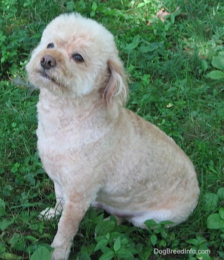 The left side of a tan Schnoodle that is sitting in grass. It is looking up and its head is turned towards the left.