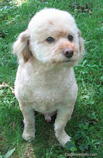 A small tan Schnoodle is sitting in grass, it is looking up and to the right.