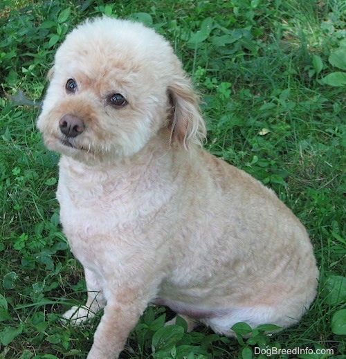 miniature schnauzer poodle