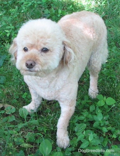 View from the top looking down at the dog - A tan Schnoodle is standing across grass and it is looking forward.