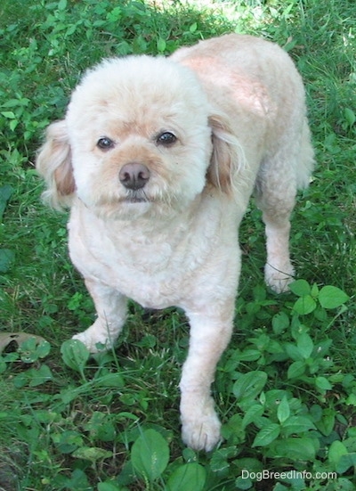 A tan Schnoodle is standing in grass, it is looking forward and up. It has a brown nose and brown almond shaped eyes.