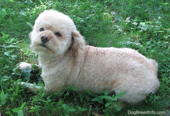 The left side of a tan Schnoodle that is laying across a field. It is looking up and forward. It has fuzzy hair on its head and a brown nose.