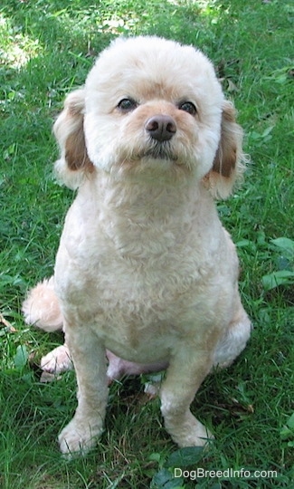 Front view - A tan Schnoodle is sitting in grass, it is looking up and its head is tilted up.